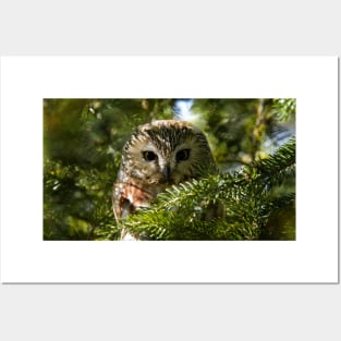 Northern Saw Whet Owl - Amherst Island, Ontario, Canada Posters and Art